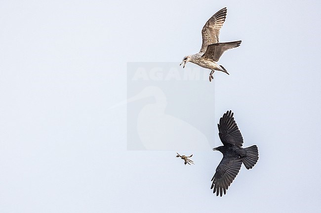  stock-image by Agami/Menno van Duijn,