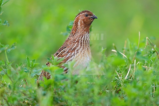 Common Quail (Coturnix coturnix), adult male standing in an Alfalfa field stock-image by Agami/Saverio Gatto,