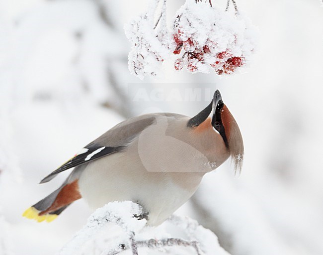 Volwassen Pestvogel foeragerend op bessen in de winter; Adult Bohemian Waxwing foraging on berries in winter stock-image by Agami/Markus Varesvuo,