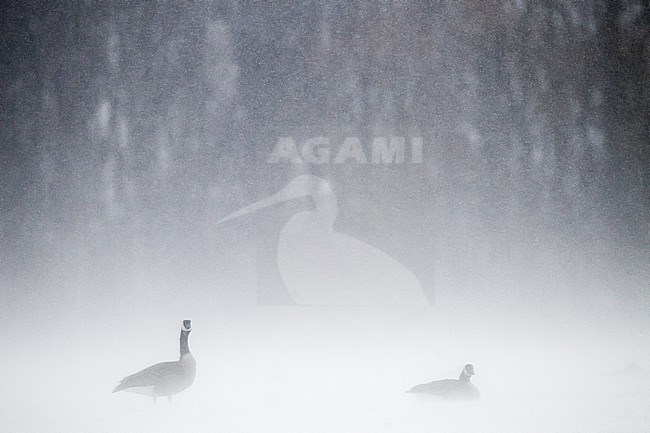 Canadese Gans, Greater Canada Goose, Branta canadensis pair showing aggression to other gees in snow blizzard stock-image by Agami/Menno van Duijn,