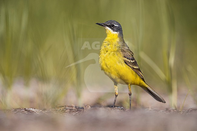 Male Ashy-headed Wagtail (Motacilla flava cinereocapilla) in Italy. Also known as White-throated Wagtail. stock-image by Agami/Daniele Occhiato,