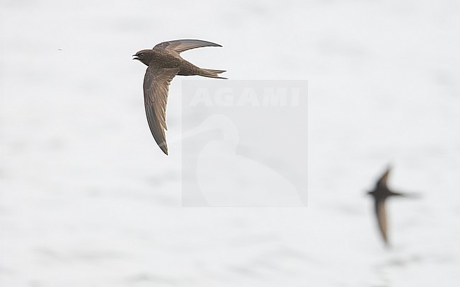 Common swift (Apus apus) in flight, catching a prey above a lake, with one in the background. stock-image by Agami/Lennart Verheuvel,