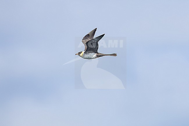  stock-image by Agami/Menno van Duijn,