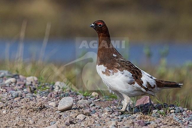 Willow Ptarmigan (Lagopus lagopus), adult female standing on the ground stock-image by Agami/Saverio Gatto,