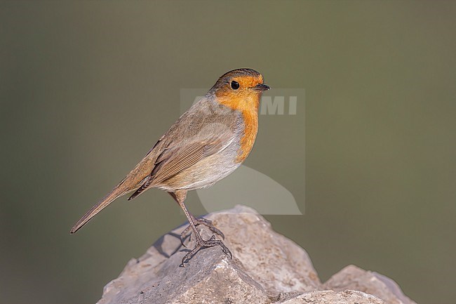 Robin sitting on a rock stock-image by Agami/Onno Wildschut,