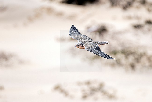 Lanner Falcon (Falco biarmicus erlangeri) in flight. stock-image by Agami/David Monticelli,