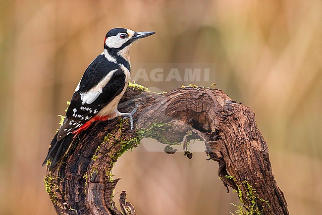 Great Spotted Woodpecker (Dendrocopos major) stock-image by Agami/Daniele Occhiato,