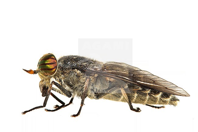 Hybomitra bimaculata stock-image by Agami/Wil Leurs,