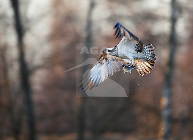 Visarend in de vlucht; Osprey in flight stock-image by Agami/Markus Varesvuo,