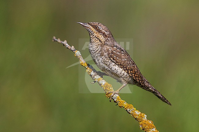 Adult Eurasian Wryneck (Jynx torquilla) perched on a twig in France. stock-image by Agami/Daniele Occhiato,
