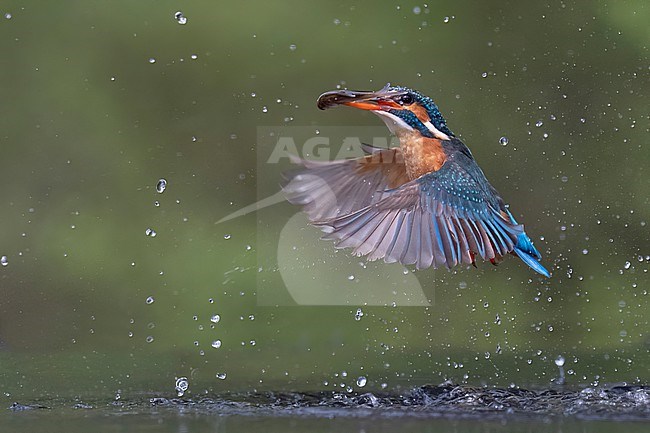 Vissende ijsvogel stock-image by Agami/Han Bouwmeester,