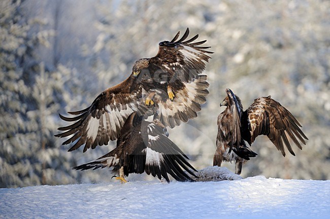 Steenarend, Golden Eagle, Aquila chrysaetos stock-image by Agami/Jari Peltomäki,