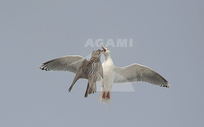 Gyrfalcon (Falco rusticolus) harrased by a Great Black-backed Gull (Larus marinus), photo below. Norway stock-image by Agami/Markku Rantala,