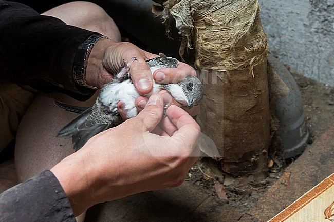 Alpine Swift - Alpensegler - Tachymarptis melba ssp. melba, Germany, juvenile getting banded stock-image by Agami/Ralph Martin,