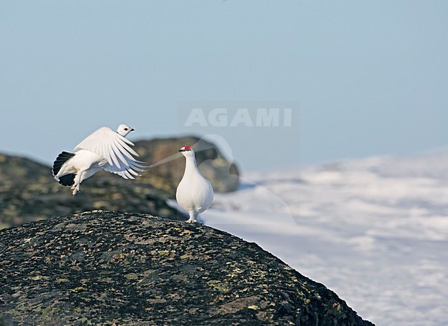 Alpensneeuwhoen in de sneeuw; Rock Ptarmigan in the snow stock-image by Agami/Markus Varesvuo,