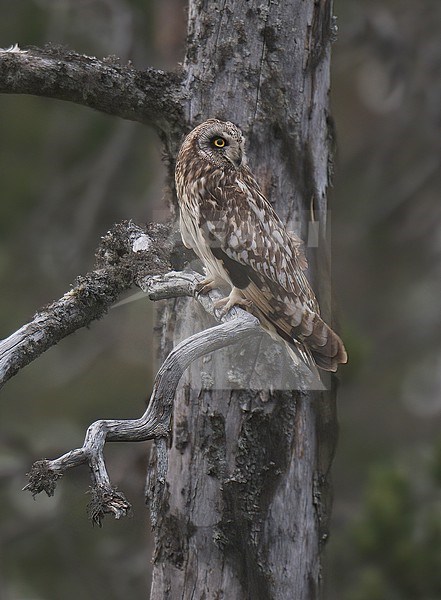 Short-eared Owl (Asio flammeus) side view of a bird perched on a dead pine tree in Finland stock-image by Agami/Kari Eischer,