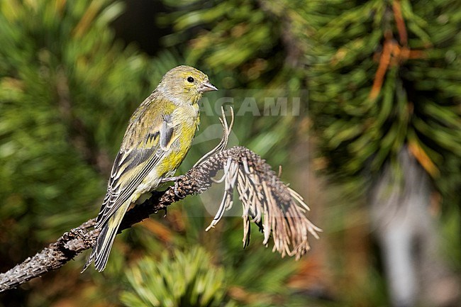 First-winter male Citril Finch (Carduelis citrinella) perched on pine twig in Switzerland. stock-image by Agami/Ralph Martin,