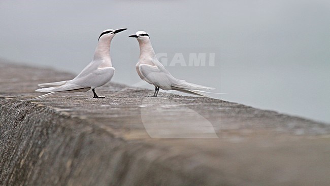 Zwartneksterns batsend, Black-naped Terns displaying stock-image by Agami/Pete Morris,