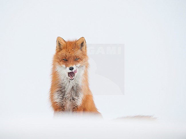 Vos in de sneeuw, Red Fox in the snow stock-image by Agami/Sergey Gorshkov,