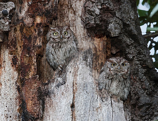 Paartje Westelijke Schreeuwuilen; Pair of Western Screech-Owl stock-image by Agami/Mike Danzenbaker,