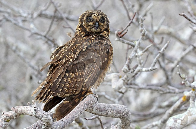 Galapagos Short-eared Owl (Asio flammeus galapagoensis) on the Galapagos islands, Ecuador. stock-image by Agami/Dani Lopez-Velasco,