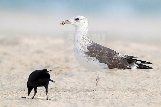 Heuglin's Gull (Larus heuglini), 2nd winter individual standing on the sand, Dhofar, Oman stock-image by Agami/Saverio Gatto,