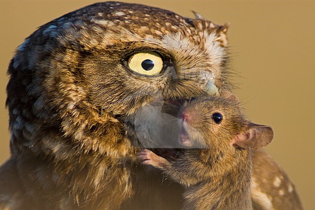 Steenuil close-up met muis; Little Owl close-up with mouse stock-image by Agami/Bence Mate,