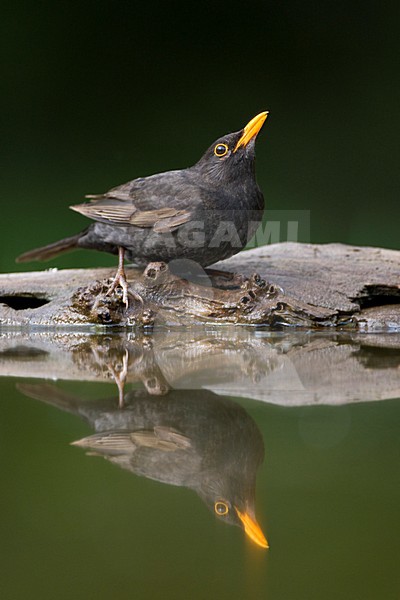 Merel bij drinkplaats; Common Blackbird at drinking site stock-image by Agami/Marc Guyt,
