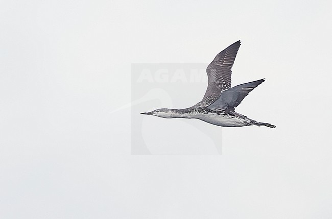 Red-throated Diver (Gavia stellata) Helsinki October 2016 stock-image by Agami/Markus Varesvuo,