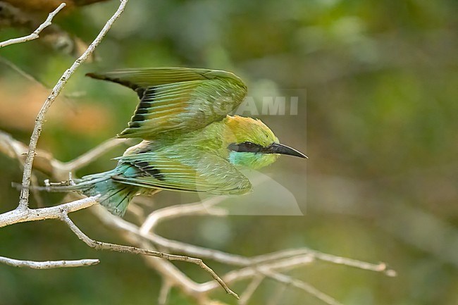 Asian Bee-eater, Merops orientalis stock-image by Agami/Hans Germeraad,
