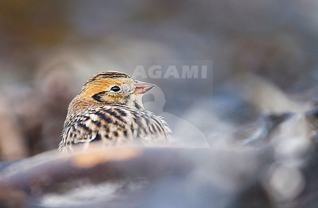Lapland Bunting (Calcarius lapponicus lapponicus), also known as Lapland Longspur, resting on a beach in Germany during autumn. stock-image by Agami/Ralph Martin,