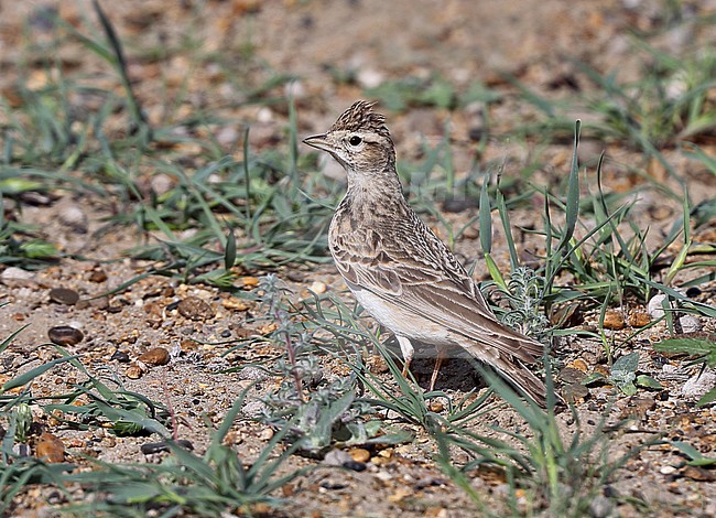 Greater Short-toed Lark, Calandrella brachydactyla longipennis stock-image by Agami/Andy & Gill Swash ,