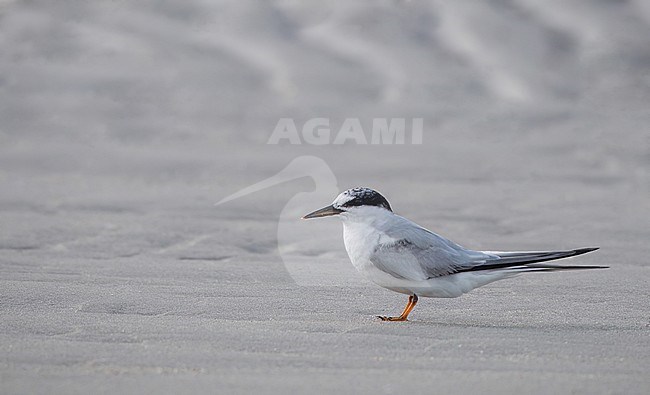 Least Tern, Sternula antillarum, in North America. Adult in autumn plumage. stock-image by Agami/Ian Davies,