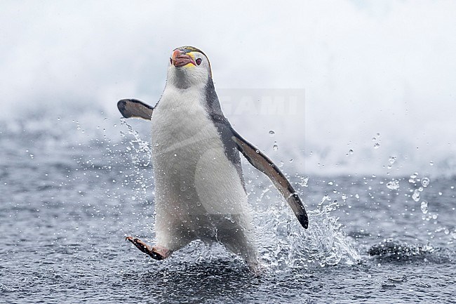 Royal Penguin (Eudyptes schlegeli) on Macquarie islands, Australia stock-image by Agami/Marc Guyt,