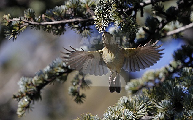 Canary Islands Chiffchaff (Phylloscopus canariensis canariensis) catching insects on the wings at El Portillo, Tenerife, Canary Islands stock-image by Agami/Helge Sorensen,