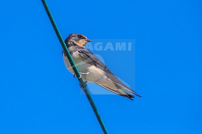 Juvenile Eurasian Barn Swallow (Hirundo rustica rustica) aka White-bellied Barn Swallow perched on a wire of a barn in Assenede, East-Flanders, Belgium. stock-image by Agami/Vincent Legrand,
