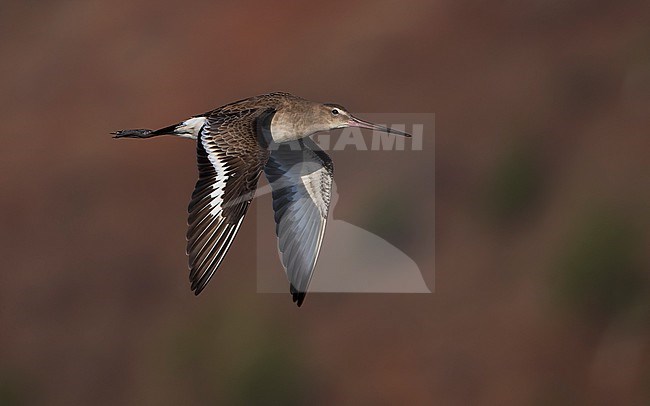 Black-tailed Godwit ssp melanuroides (Limosa limosa melanuroides) in flight. stock-image by Agami/Lennart Verheuvel,