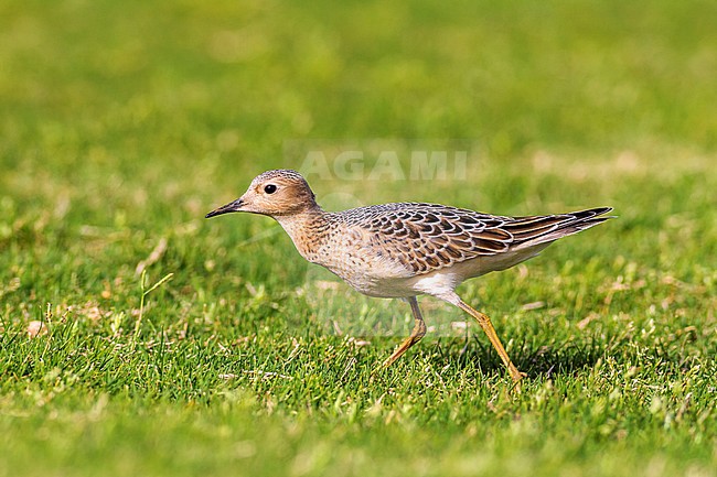 First-winter Buff-breasted Sandpiper (Calidris subruficollis), walking over grassfield and foraging during autumn on a Golf Course on Lanzarote, Canary Islands, Spain in September. stock-image by Agami/Rafael Armada,