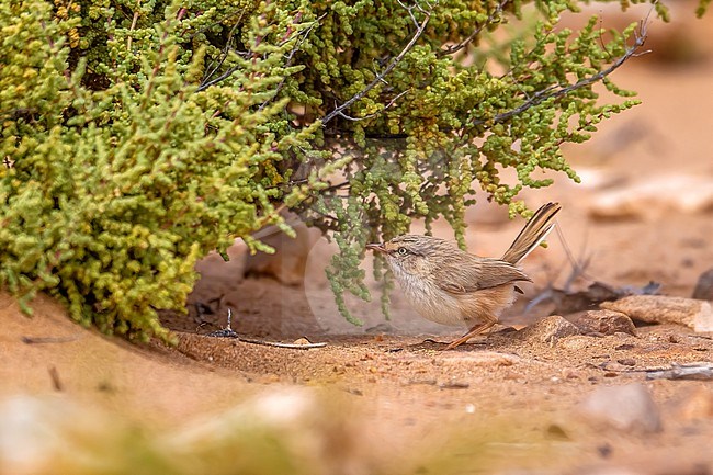 Adult Saharan Scrub Warbler (Scotocerca saharae saharae) sitting on a bush in Western Sahara. stock-image by Agami/Vincent Legrand,
