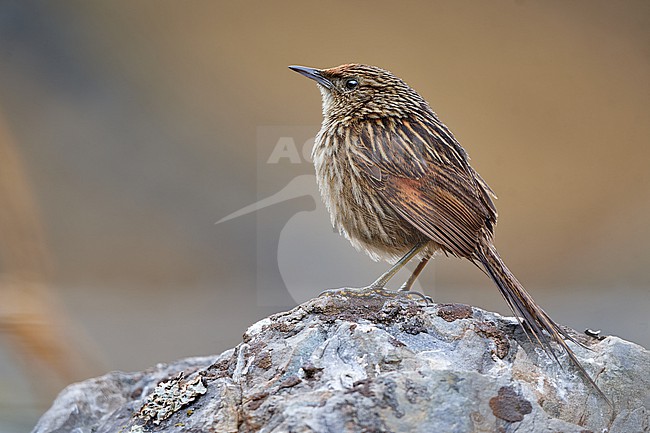 Scribble-tailed Canastero (Asthenes maculicauda) on a rock, Andes of Bolivia stock-image by Agami/Tomas Grim,