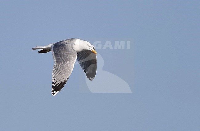 Adult European Herring Gull (Larus argentatus argentatus) at Ishøj Strand, Denmark. In flight showing upper wing. stock-image by Agami/Helge Sorensen,