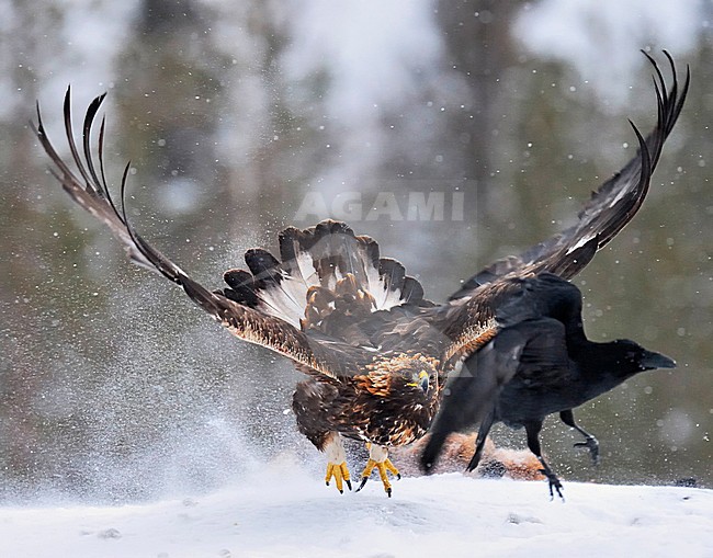 Steenarend met Raaf, Golden Eagle with Common Raven stock-image by Agami/Jari Peltomäki,