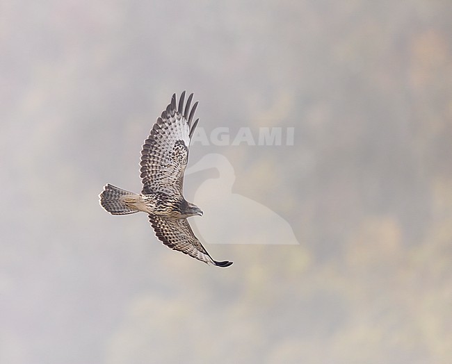 Cape Verde Buzzard (Buteo bannermani) on Cape Verde islands. stock-image by Agami/Yann Muzika,