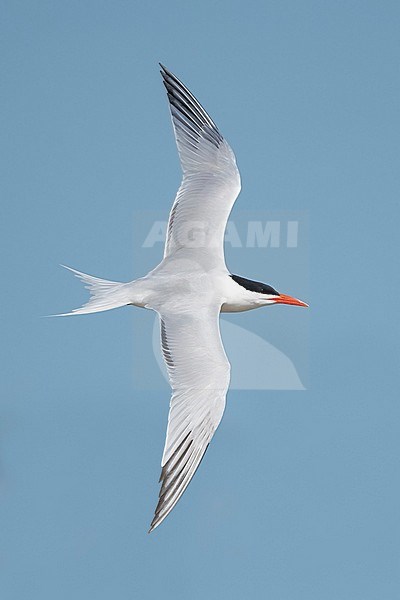 Adult breeding
Galveston Co., TX
April 2019 stock-image by Agami/Brian E Small,