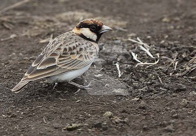 Fischer’s Sparrow-lark (Eremopterix leucopareia) adult male feeding on ground in Ngorongoro Crater, Tanzania stock-image by Agami/Andy & Gill Swash ,