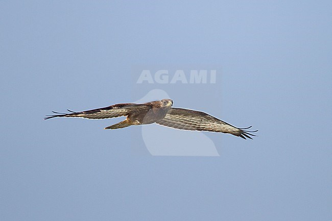 European Honey Buzzard - Wespenbussard - Pernis apivorus, Austria, 1st cy in flight against blue sky stock-image by Agami/Ralph Martin,