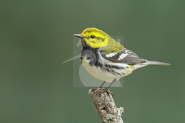 Adult male Black-throated Green Warbler, Setophaga virens
Galveston Co., TX stock-image by Agami/Brian E Small,