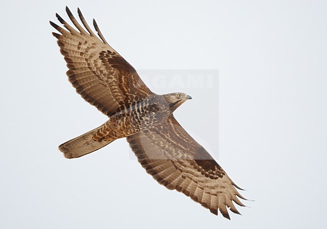 Volwassen Wespendief in de vlucht; Adult European Honey Buzzard in flight stock-image by Agami/Markus Varesvuo,