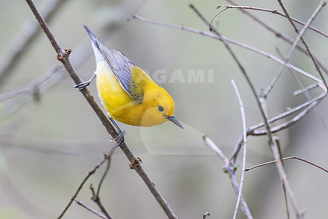 Prothonotary Warbler, Protonotaria citrea, is a  shockingly bright warbler of swamps and wet forest. Adult males have gorgeous yellow head and body with greenish back and blue-gray wings. stock-image by Agami/Jacob Garvelink,