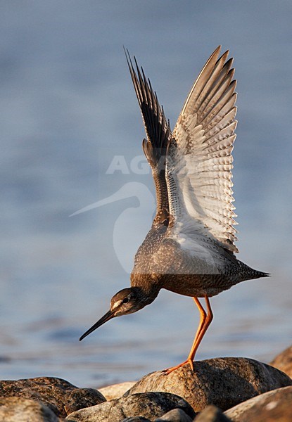 Ruiende volwassen Zwarte Ruiter; Moulting adult Spotted Redshank stock-image by Agami/Markus Varesvuo,